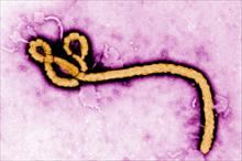 Nhật Bản 'nhập khẩu' Ebola và các virus nguy hiểm khác